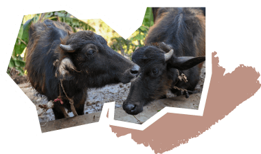 レンブワ・オーガニック農園の牛